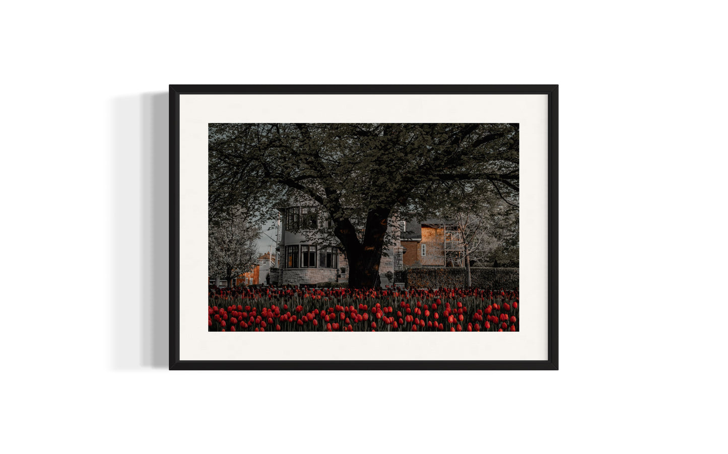 Scarlet Roots