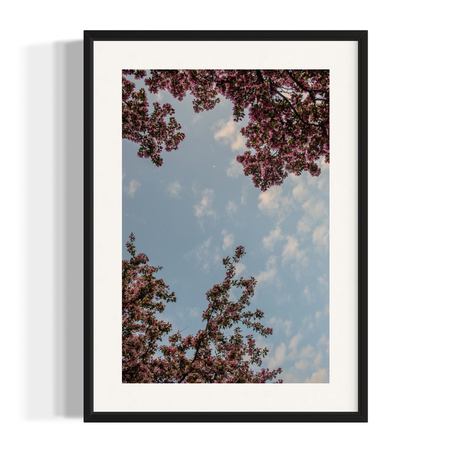 Heavenly Bloom
