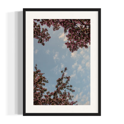 Heavenly Bloom